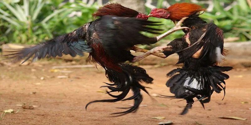 Chiến thuật soi kèo đá gà 888 VND chuẩn nhất